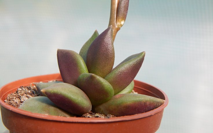 Anacampseros telephiastrum sukulent