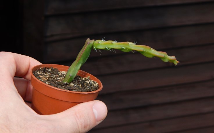 Rhipsalis paradoxa zelený kaktus