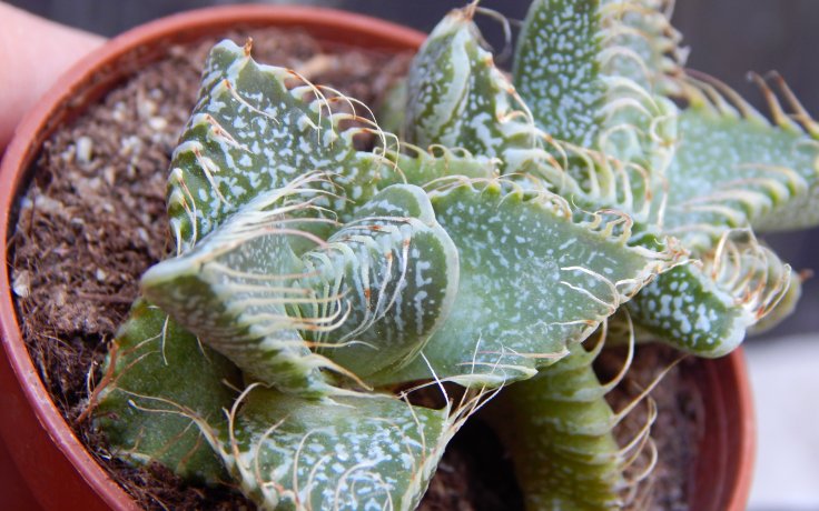 Faucaria tigrina Grahamston - tygří tlamičky