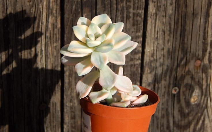 Graptoveria Titubans variegata - pokojovka eshop
