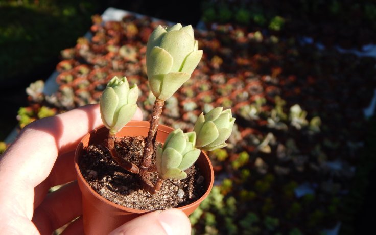 Aeonium Ballerina Reversion stromeček bonsaj
