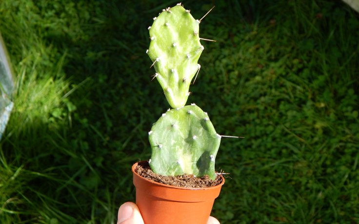 Opuntia jamaicensis variegata Ghost