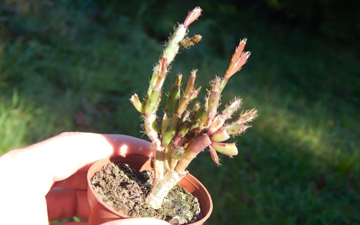 Rhipsalidopsis rosea