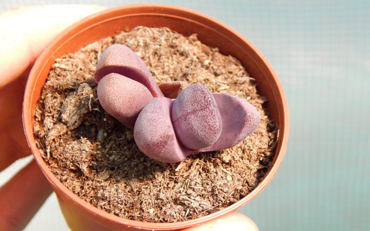 Pleiospilos nelii Rubra