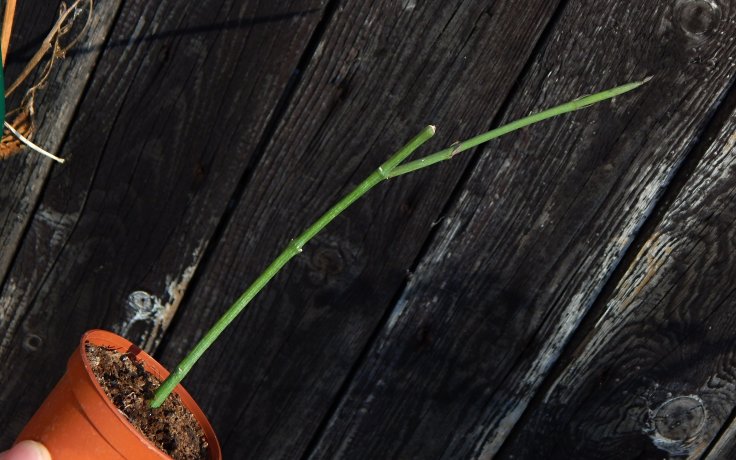 Ceropegia ampliata