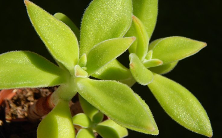 Echeveria harmsii - stromečkový sukulent