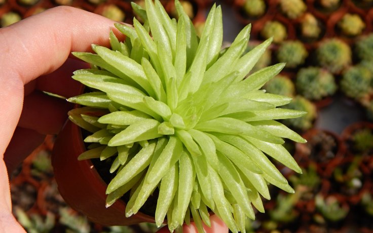 Haworthia Kikuhigasa sukulent