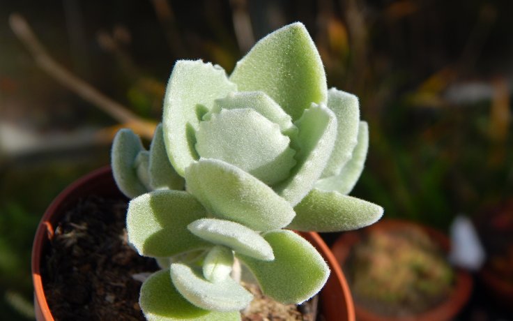 Kalanchoe millotii - kolopejka