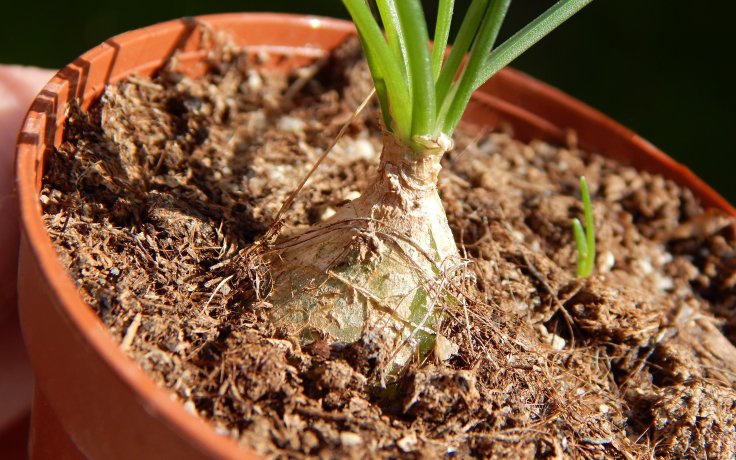 Albuca polyphylla - bulbs