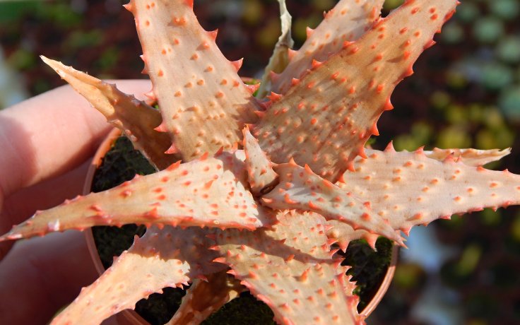 Aloe castilloniae Red Červené aloe