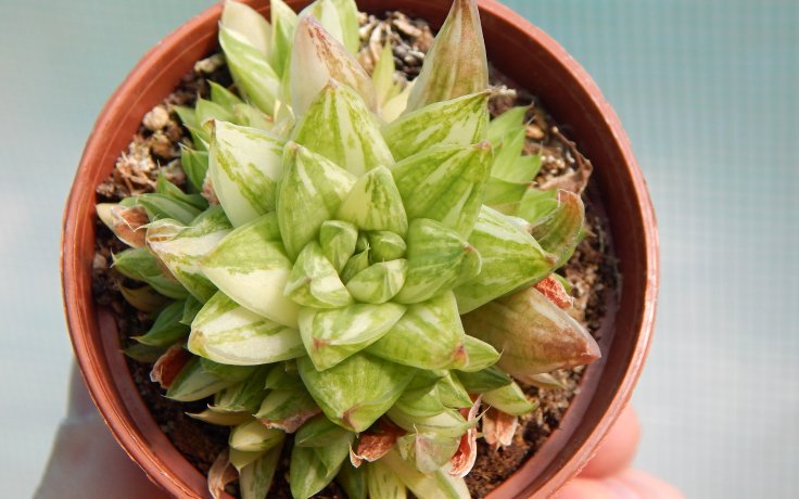 Haworthia marumiana variegata pokojovka