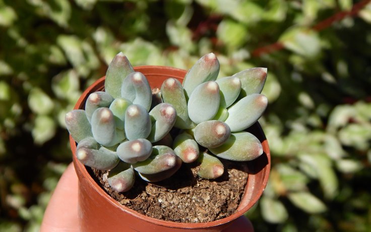 Pachyphytum hookeri