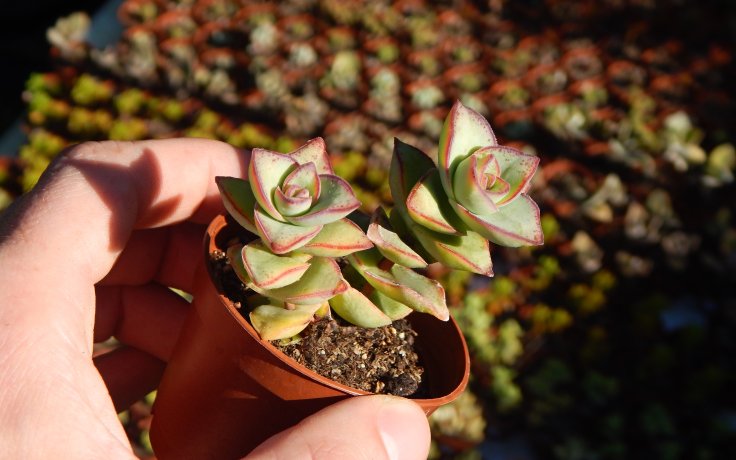 Crassula perforata Giant eshop