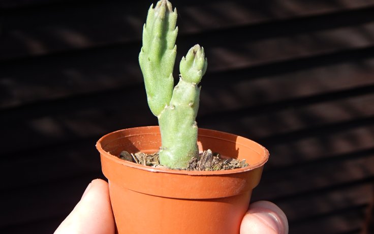Stapelia grandiflora - smrdutka velkokvětá