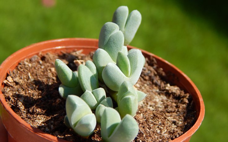 Cheiridopsis purpurea - sukulenty