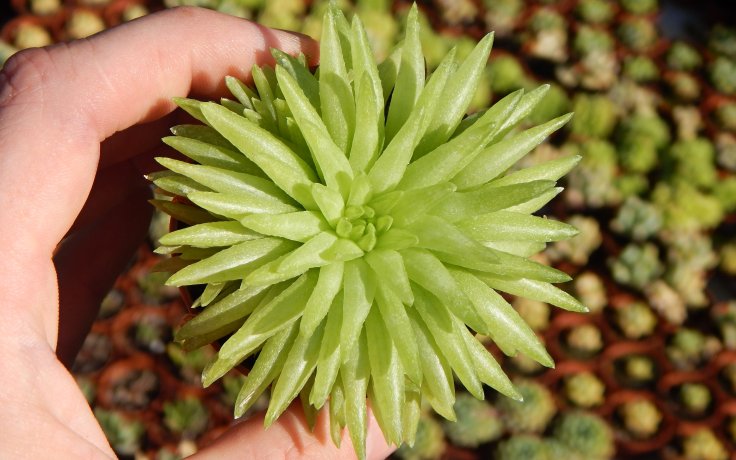 Haworthia Kikuhigasa zelená pokojovka