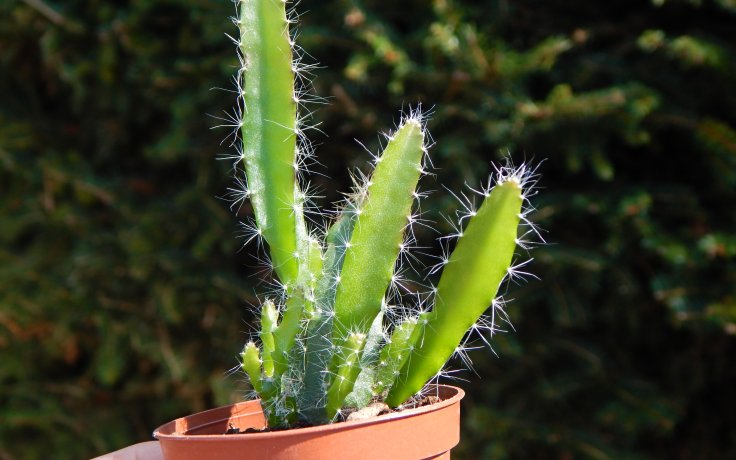 Hylocereus undatus - kaktus