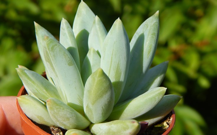 Echeveria hookeri Lime