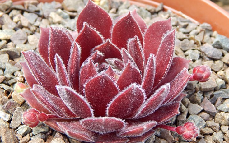 Sempervivum Queen Amealia - hens and chick