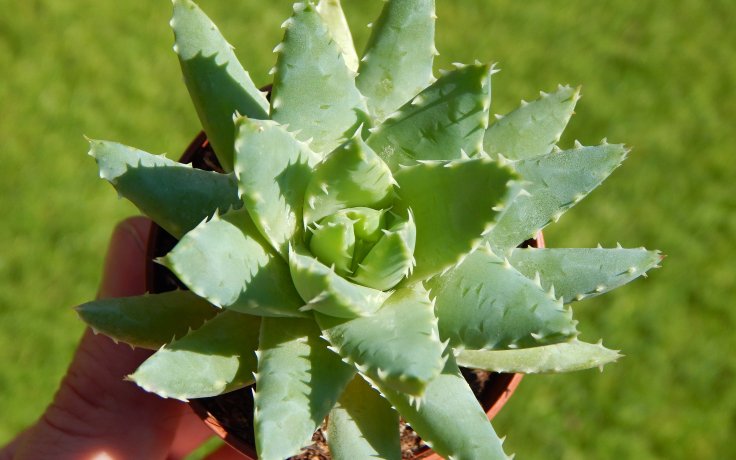 Aloe brevifolia - modrošedý sukulent