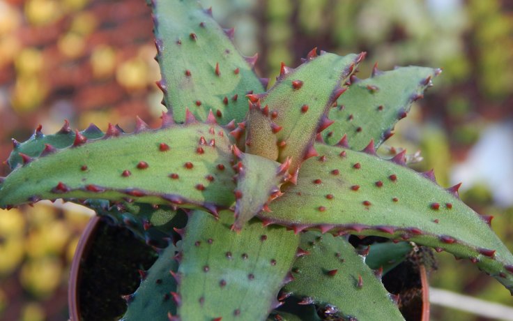 Aloe castilloniae (Itampolo)