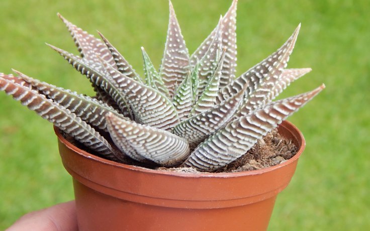 Haworthia limifolia var. striata