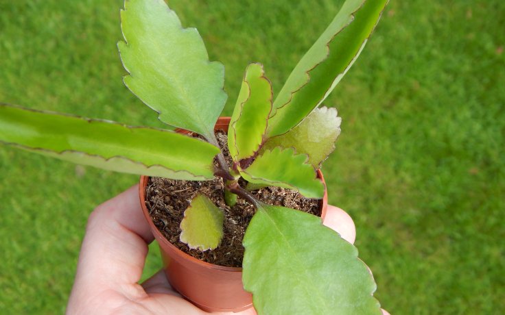 Kalanchoe pinnata v květináči