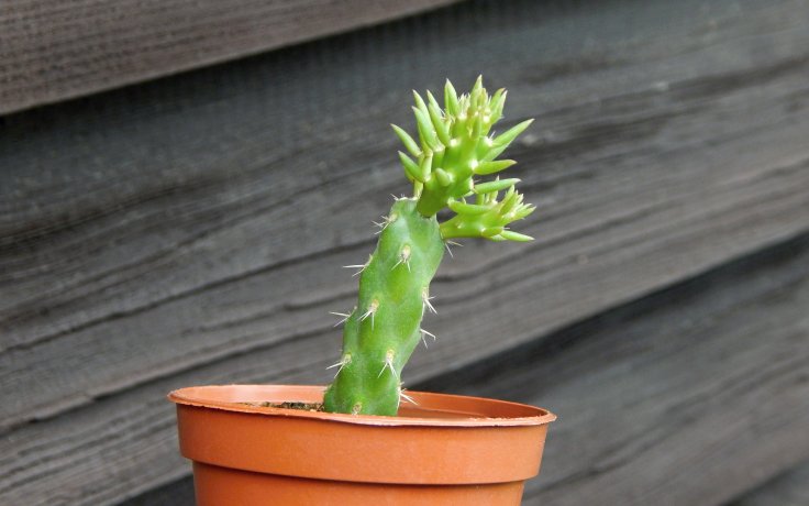 Cylindropuntia whipplei - mrazuvzdorný kaktus