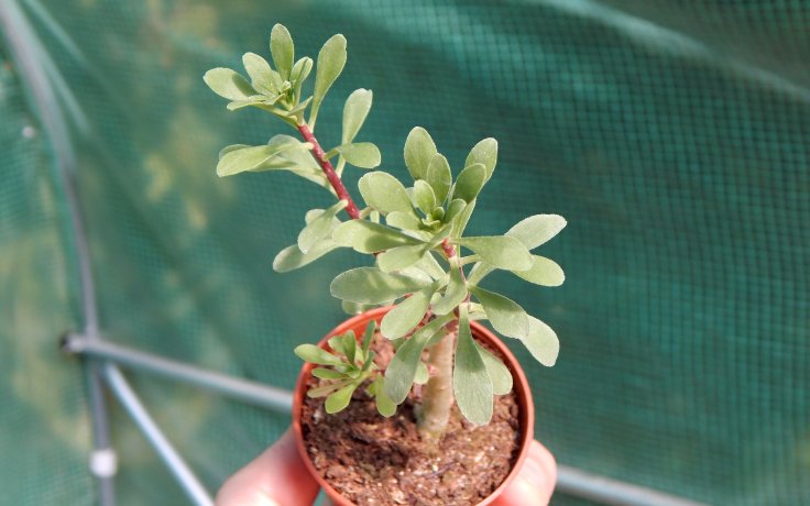 Sedum oxypetalum rozchodník