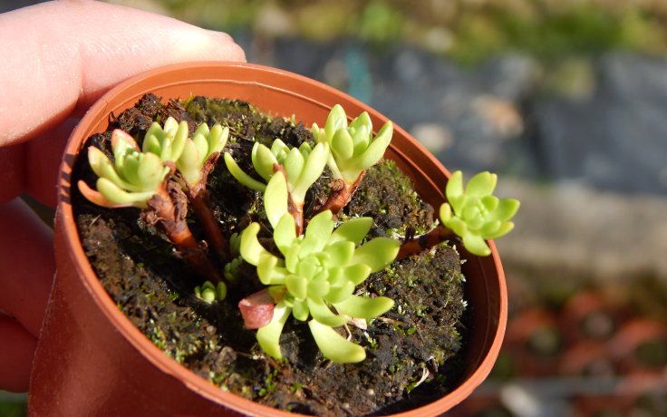 Sedum trollii