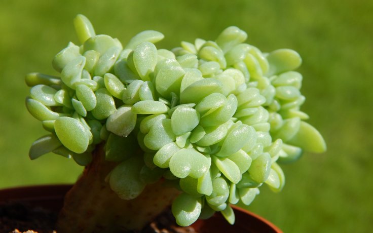 Echeveria Swirl cristata Fresh - plochá dužnatka