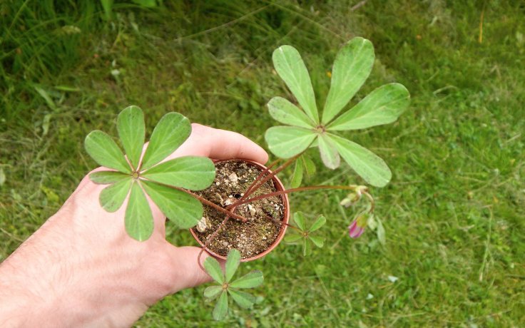 Oxalis lasiandra sukulenty