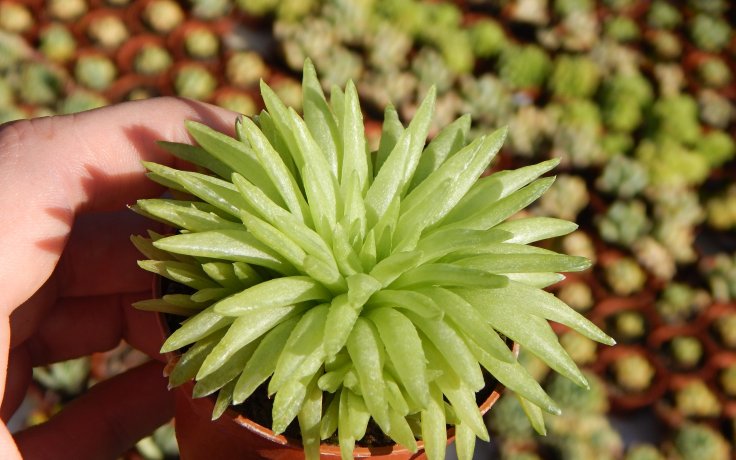 Haworthia Kikuhigasa odolná pokojová rostlina