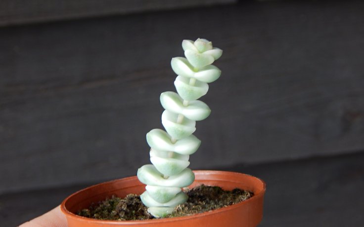 Crassula Baby's Necklace variegata - white succulent