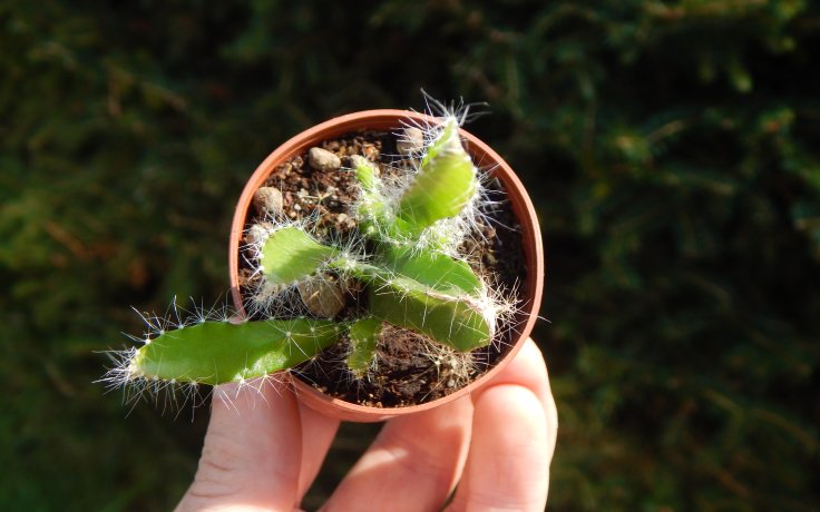 Hylocereus undatus - kaktus