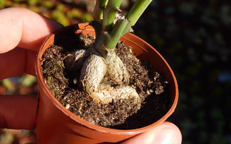 Euphorbia knuthii kaudex