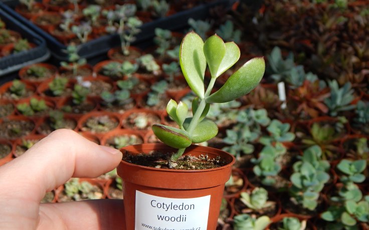 Cotyledon woodii sukulenty na prodej obchod