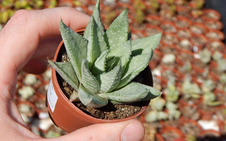 Gasteraloe Grey Ghost odolný soukulent
