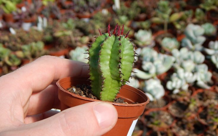 Euphorbia polygona Pokojová rostlina