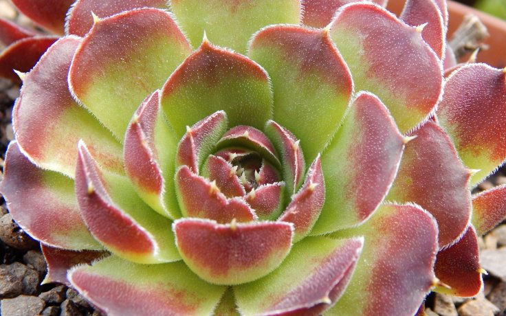 Jovibarba heuffelii Beata