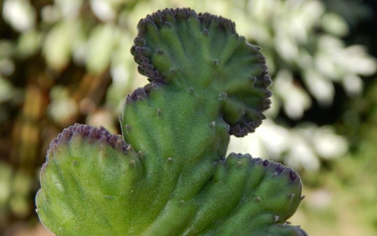 Stapelia leendertziae cristata