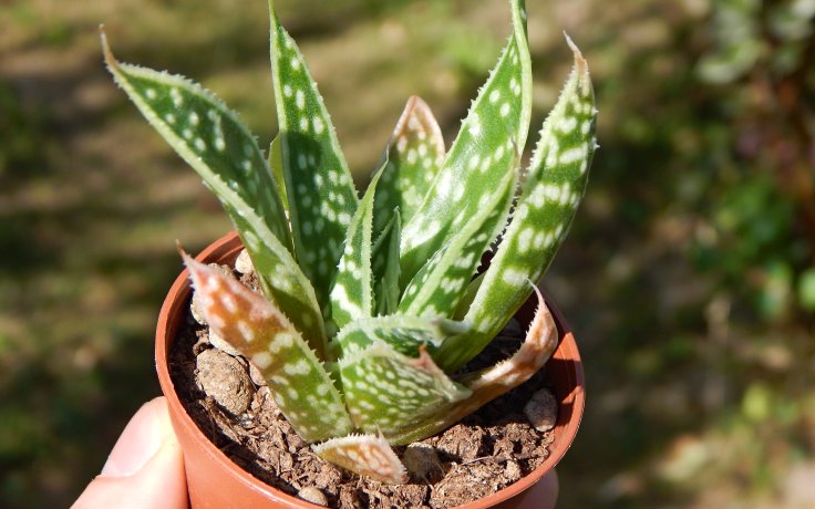 Aloe Tiki Tahi - sukulenty a kaktusy