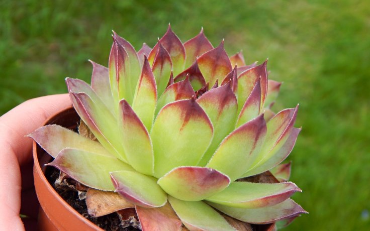 Sempervivum tectorum