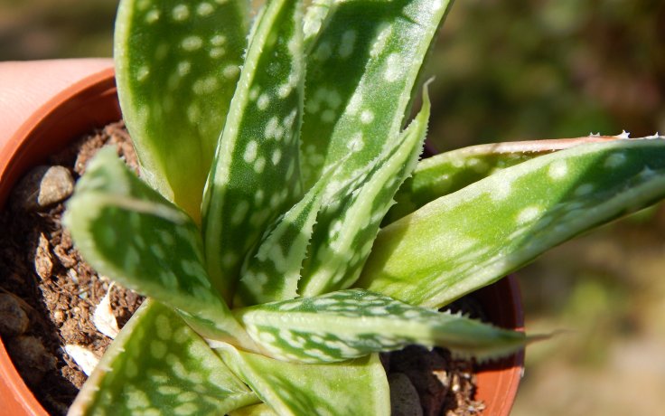 Aloe Tiki Tahi