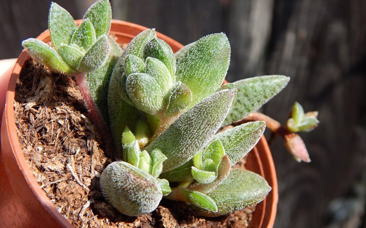 Crassula × justi-corderoyi