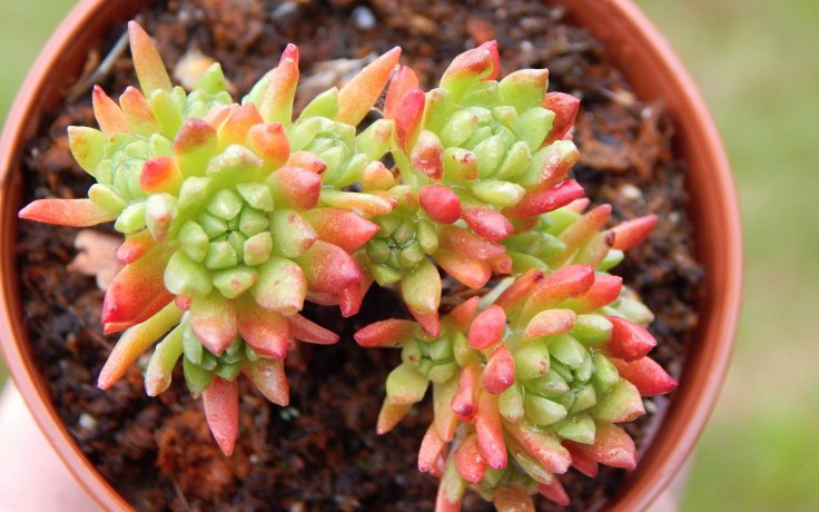 Sedum stenopetalum - rozchodník