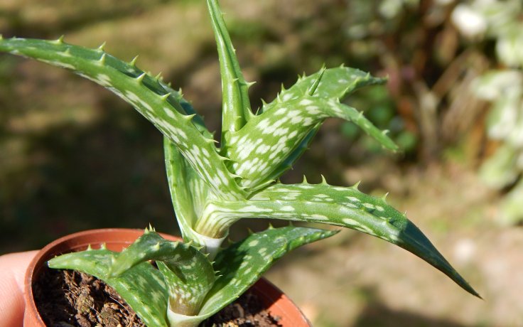 Aloe morijensis - nenáročný sukulent