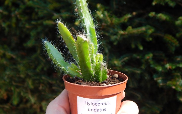 Hylocereus undatus - kaktus