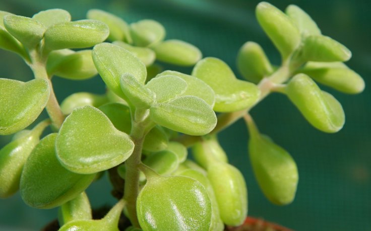 Plectranthus socotranus - houseplants