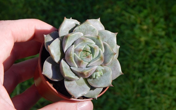 Echeveria Marsic pokojovka na slunce